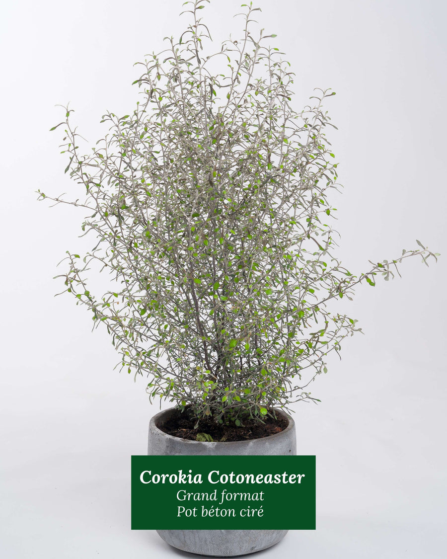 Corokia Cotoneaster