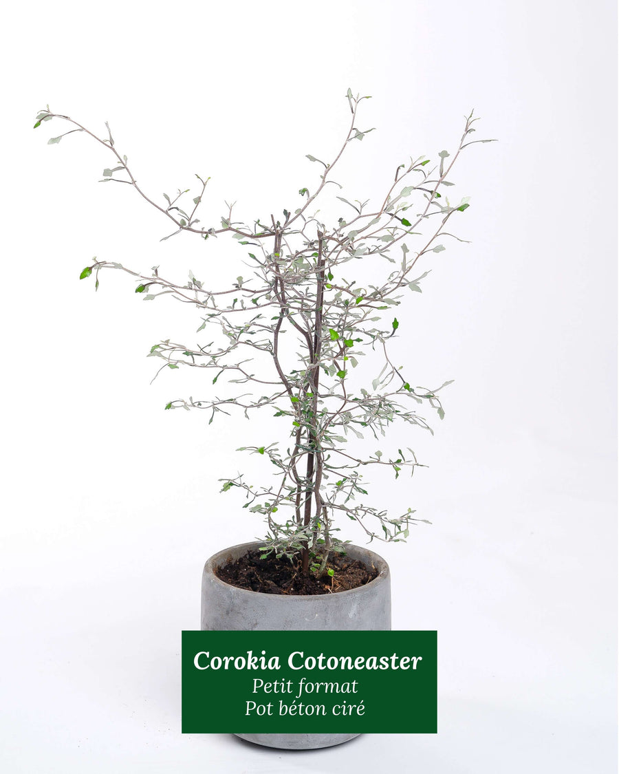 Corokia Cotoneaster