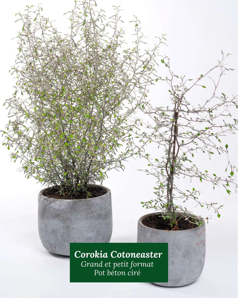 Corokia Cotoneaster