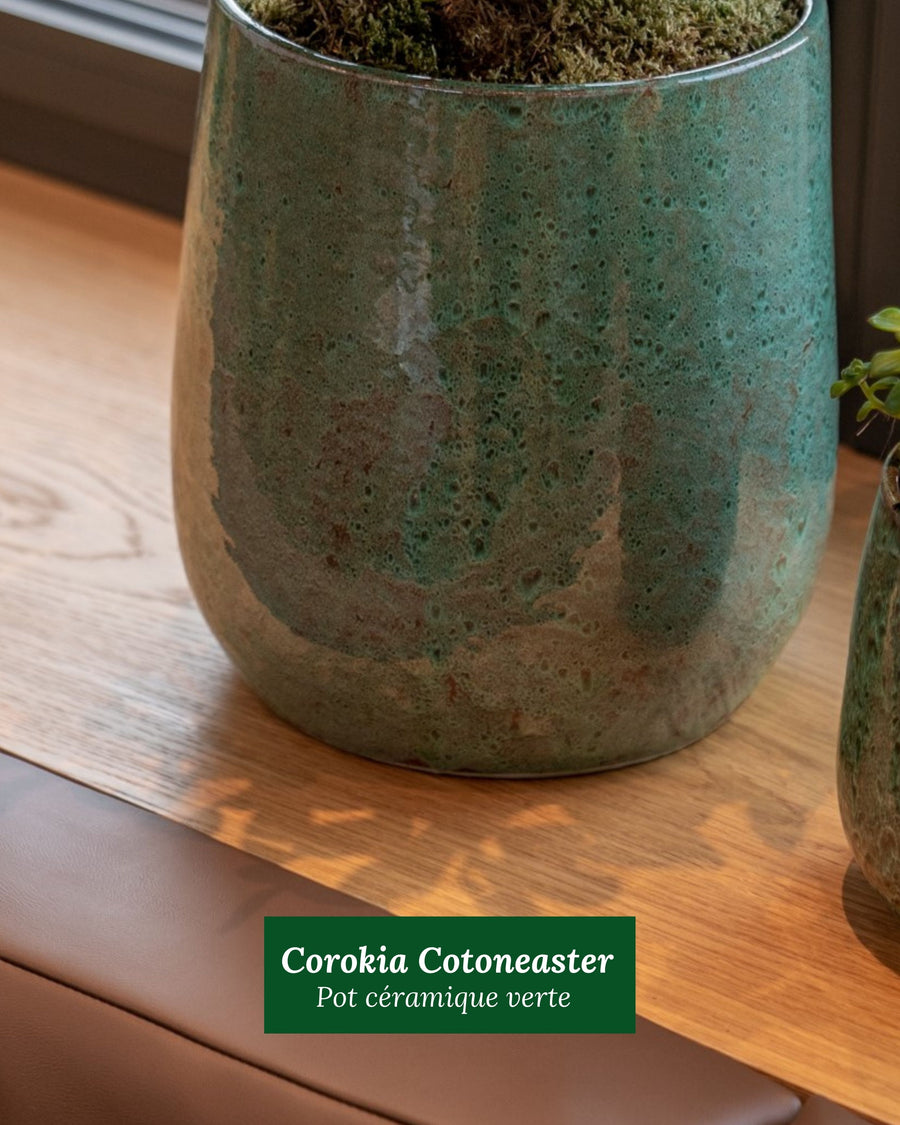 Corokia Cotoneaster