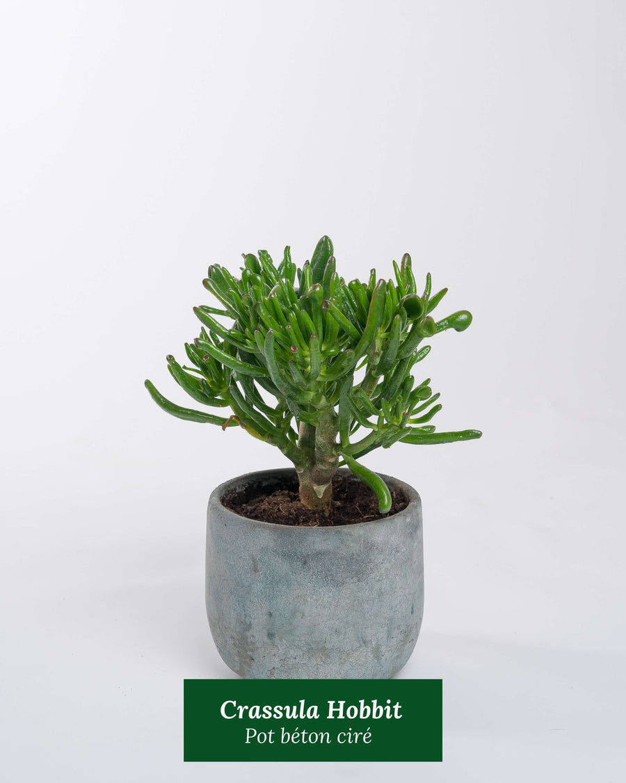 Crassula Hobbit