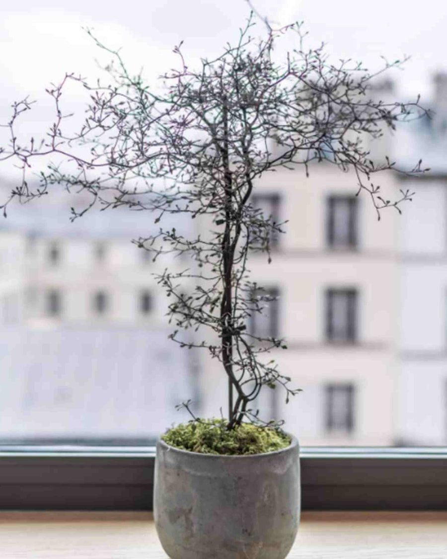 Corokia Cotoneaster