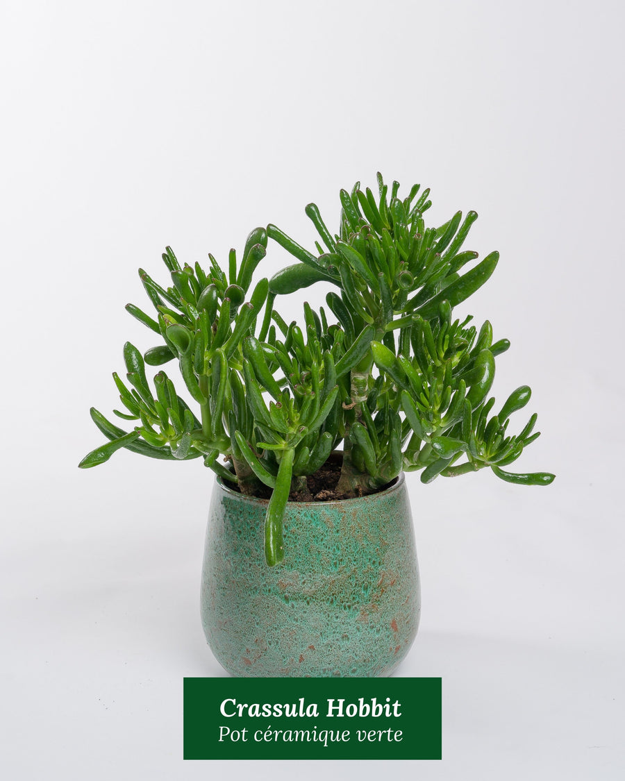 Crassula Hobbit