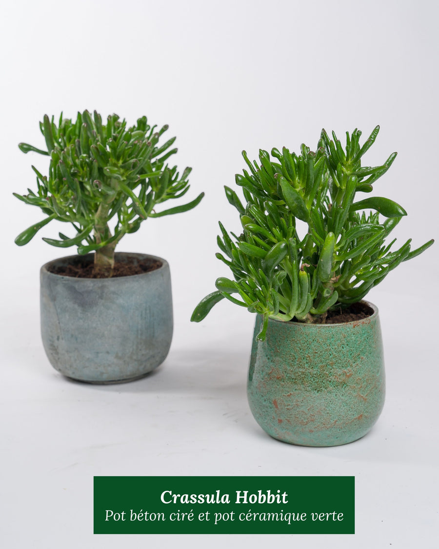 Crassula Hobbit