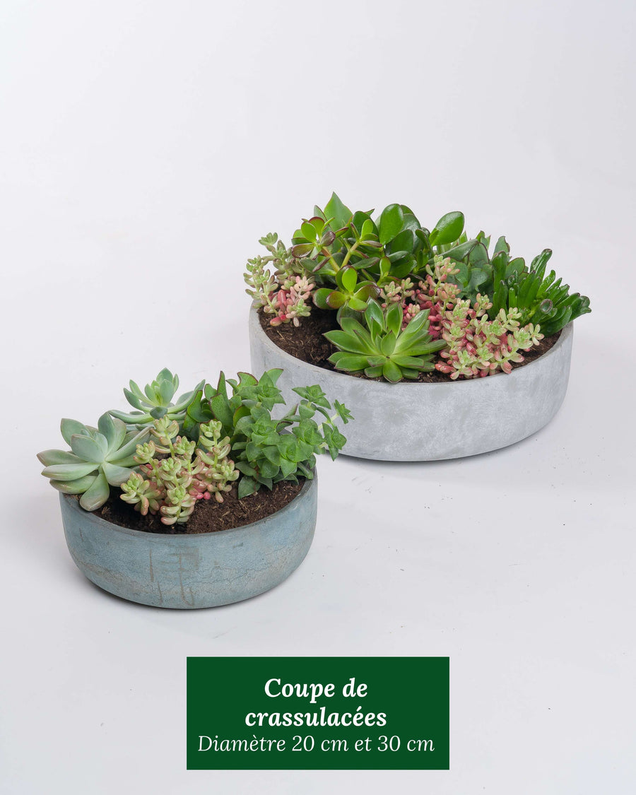Coupe de crassulacées