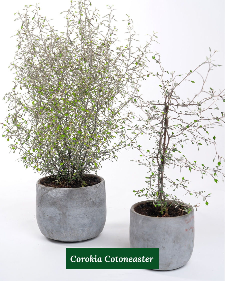 Corokia Cotoneaster
