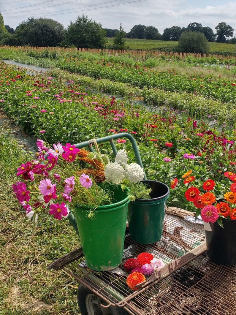 Un champ de cosmos et de zinnias chez un horticulteur, avec un chariot de seaux de fleurs fraîchement coupées
